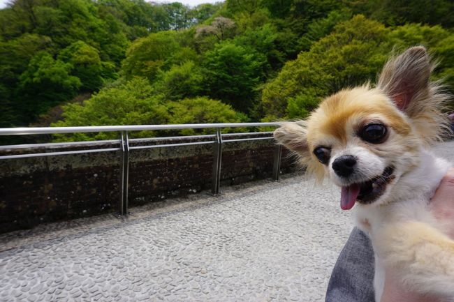 どもどもpocoです<br />こんなカンジで失礼します<br />2019年GWは<br />群馬県の妙義ってトコ行ってきました<br />場所的には<br />きっと軽井沢の近くあたり<br /><br />ちなみにワタシ<br />14さい<br />立派なおばあちゃんなの<br />見えないって?<br />知ってる<br />若くみえるって?<br />知ってる