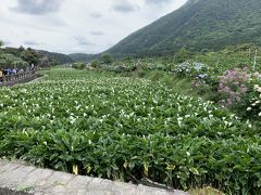 陽明山アジサイ、カラー