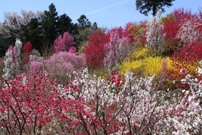 ◆極彩色の花曼荼羅～山森沢・桃源の里 Part2 & 蝦夷蒲公英