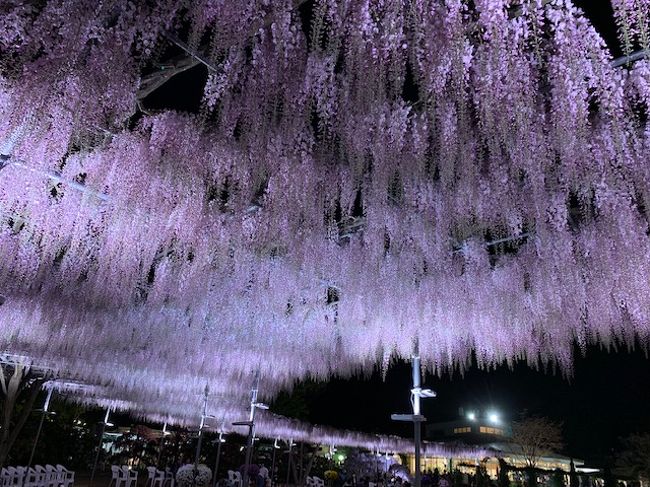 今年こそは大藤を見るために足利フラワーパークに向かいました<br />やっぱりゴールデンウイークが見頃かな ちょっと早い<br />でもライトアップきれいでした<br /><br />八王子山公園の芝桜もとても綺麗でした