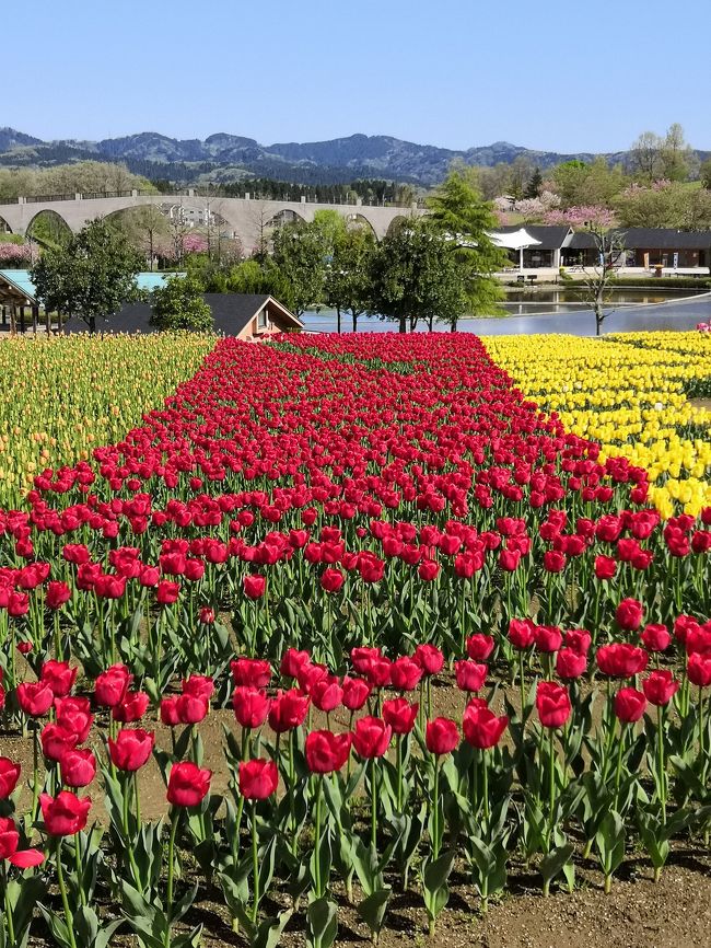 五月連休思いつきの旅と言うことで、行き当たりばったりの旅行を楽しんできました。桜のシーズンも終わり次は何かと考え”チューリップ”が頭を過ぎる。国営越後丘陵公園が見頃でしたので車を走らせる。公園を満喫後周辺の観光名所を手探り状態で巡りました。丘陵公園はお弁当&#127857;を持った家族連れで大変な人でした。アスレチック・変わり種自転車・山頂の展望台（360度山並みがとても綺麗）等、1日過ごせます。<br />