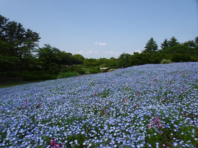 大型連休も半ばを過ぎて好天に恵まれてきました。<br /><br />ひたち海浜公園に行って見ごろのネモフィラを見たいものですが、自宅から遠いし、何より渋滞・混雑は嫌だし...<br /><br />一方東京西部にある昭和記念公園でもネモフィラが開花しているとのこと。<br />ここならば割と近くて手軽に楽しめそう。<br />ということで開園時刻に合わせてちょこっと出かけてみました。<br /><br />