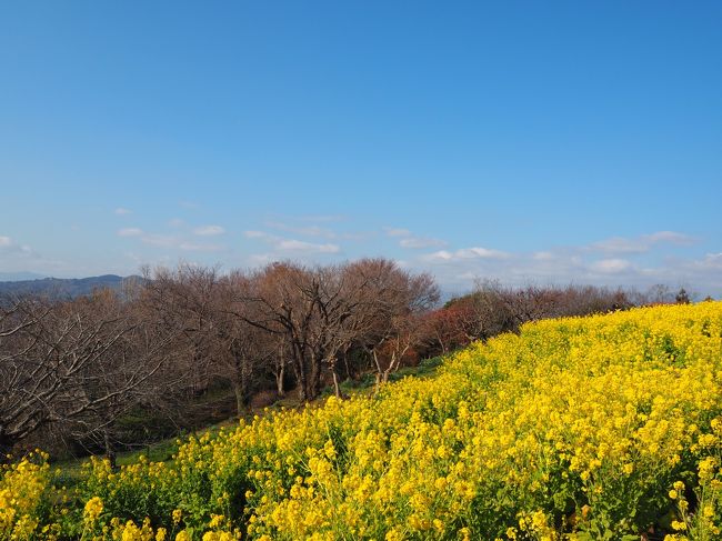 吾妻山公園の早咲きの菜の花を見にドライブへ行きました。<br />晴れて良い天気だったのですが、残念ながら富士山は見られませんでした。<br />菜の花はちょうど見ごろできれいに咲き誇っていました。<br /><br />高麗山公園<br />吾妻山公園