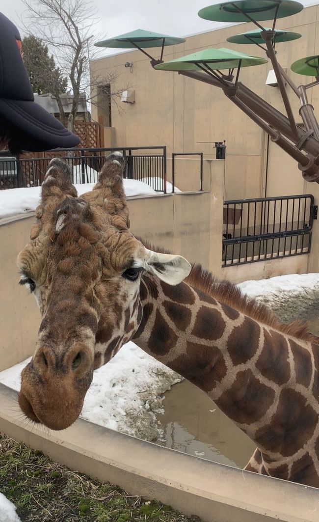 2019年4月 2歳子連れ 北海道旅行～旭山動物園・美瑛～⑤3日目