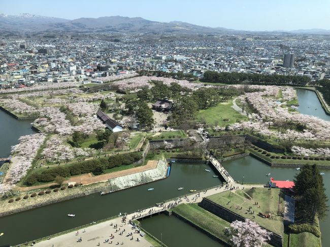 ゴールデンウィーク前半は我が家としては3年ぶりの北海道旅行。今回は函館で桜を見るというのが第一目標だったのだが、その読みがピタリとあたり快晴の中これ以上ないシチュエーションでの花見となった。<br />初日は羽田から函館に飛んだだけで、函館国際ホテルのバーでオリジナルカクテルを傾けながらゆったりと過ごす。<br />朝食は「松前」食堂でいきなり蟹鍋が出てきて気分は高まる。朝市をブラブラ見物してその蟹の多さに驚く。<br />一日券を買って市電に乗り五稜郭タワーまで少々歩く。既にタワーに登るチケット売り場、エレベーターとも長蛇の列！チケットは事前にコンビニで買っておけばよかったと思ったものの後の祭り。だがワターに上って五稜郭を見下ろすともうそんなことはどうでもいい、素晴らしい景色が堪能できる。<br />折角なのでタワーを下りて五稜郭内を花見散歩。これがまた最高の気分である。人は多いのだが、シート広げて宴会するような人はいないので皆平和に散策を楽しんでいる。<br />函館市街に戻って函館ビールにてビールランチ。普段はレンタカー移動だが、今回は市電移動なので昼間っからビールというおまけ付きが嬉しい。<br />その後、金森赤レンガ倉庫街を散策して酔いが覚めたところで八幡坂の方へ。元町珈琲店でケーキとコーヒーをいただく。<br />元町教会や函館キリスト正教会、函館ヨハネ教会、妙福寺、元町公園、ペリー像、旧イギリス領事館、旧相馬邸、船魂神社を散策した後、30分並んだロープウエイで函館山に上る。まだ明るい時間だったので展望喫茶レストランでまたビールを飲みながら暗くなるのを待つ。19時になると暗くなり周りの人たちも動き出す。展望台に上るとそこは人の海！写真スポットまで行くのに汗だくで、写真を取った後もなかなか帰れない。帰りのロープウエイも長蛇の列で30分待ち。<br />宿に帰って露天風呂に浸かり、またまたビールで至福のひととき。<br />翌朝は朝食バイキングを選択、これでもかというくらい食べてしまうのが北海道の恐ろしいところ。<br />再度朝市と赤レンガ倉庫に出かけて腹ごなし、お土産もたくさん買って宅急便で送る。<br />そしてレンタカーを借りて次の旅行先に向かったのである。<br /><br />