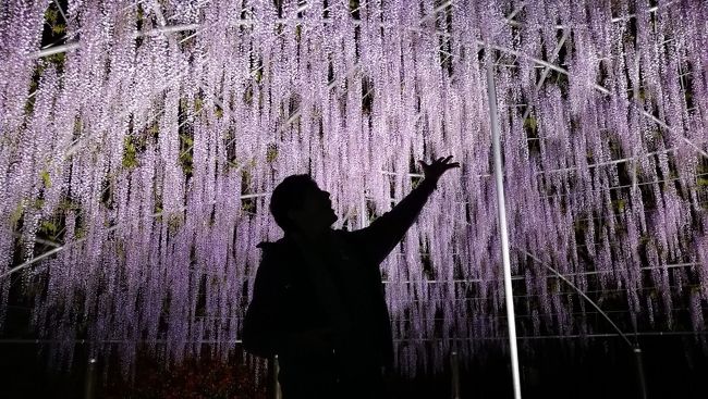 地元ですが旧友に誘われ初めて来園、みごとな藤に圧倒されました。<br />藤の開花前から庭園の花壇もキレイに設営されゴールデンウィーク頃から紫、白、黄色の藤が順々に開花します!