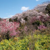 南東北桜５スポット撮影旅行　【１】花見山公園