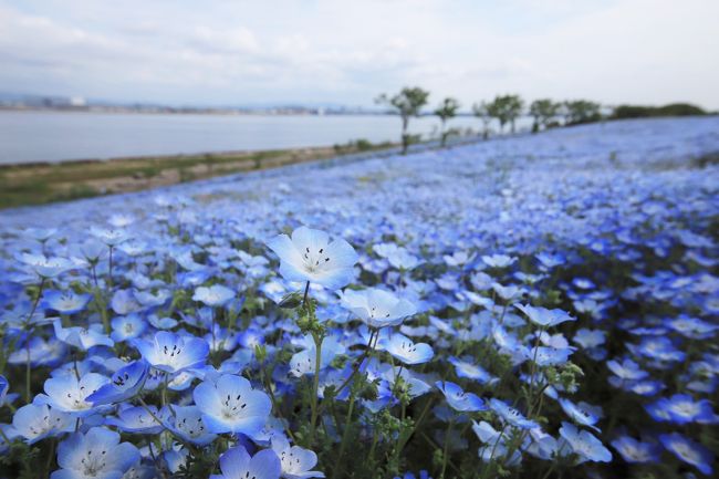 みなさーん 令和始まりましたね そして<br />10連休もあっという間に終わりですね<br />みなさんどう過ごしましたかー?<br />連休最終日に舞洲行って来ました<br />ネモフィラが一面に咲き誇っていましたよ