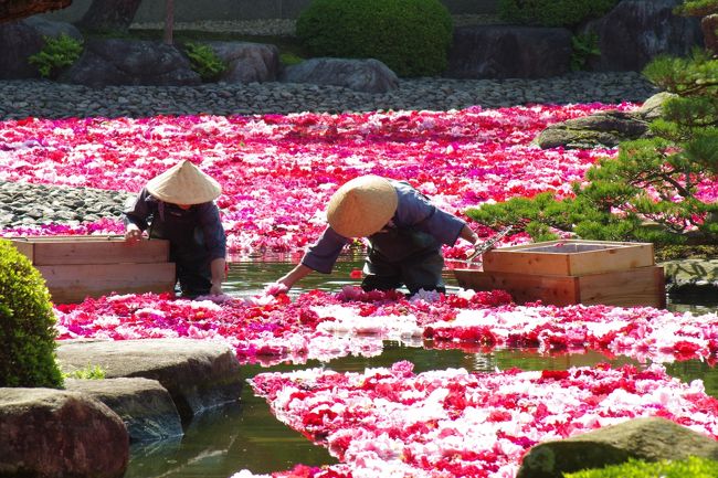 令和改元直後のＧＷに島根県と鳥取県の境、宍道湖の隣にある中海に<br />ぽっかりと浮かんでいる大根島に行きました。<br />中国地方に住む人ならＧＷに大根島と言えば、きっとすぐに予想がつくと思いますが、<br />由志園の牡丹を見るために訪れたのです。<br />大根島は牡丹栽培が盛んで、橋を渡る前から「牡丹園」の文字が出迎えてくれます。<br />由志園はその中でも最大規模の敷地と完璧な日本庭園、<br />そして一年中絶えることのない牡丹の花で有名です。<br />そして、特にＧＷ限定の牡丹の花に埋め尽くされた池。<br />この写真を見たら、絶対に素通りは出来ません。<br />由志園まで車で３０分の松江に宿をとり、朝一番で行って来ました。<br />