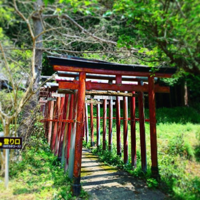 毎年GW時期に見ごろとなる藤の花が大好きで、今年は予定が合ったので家族とほんの少し遠出しました。が…<br />トホホ…ッ…北部は寒の戻りなどありほとんど蕾という『大誤算』！、しかし令和初の御朱印もいただきました。<br />ちょっとそこまで…の旅行も、無計画だとこんなにも残念なことになるのか…という悪い見本をどうぞ堪能して下さい。(ほぼ自虐ネタ)<br /><br />☆旅行好き→飛行機好き→珍しい空港<br />  に行ってきました～！<br />