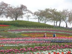 チューリップ満開！！（馬見丘陵公園にて・・）