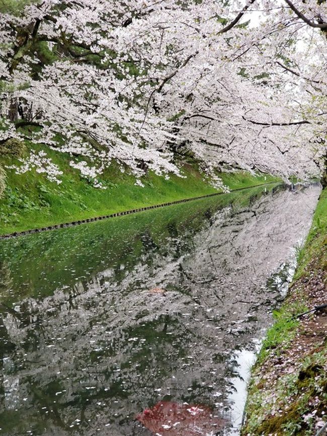 Gw19 東北10日間 温泉巡りの旅 その２ 弘前公園の桜 弘前 青森県 の旅行記 ブログ By めんまさん フォートラベル