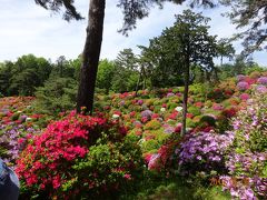 つつじが満開の塩船観音寺とネモフィラが見ごろの昭和記念公園