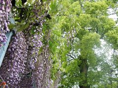 今まで車の中から菖蒲神社にも藤があるのかと思いながら通り過ぎていた菖蒲神社へ。