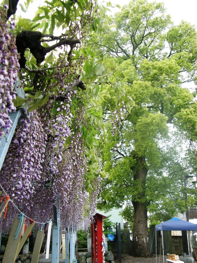 そろそろ玉敷神社の大藤が見ごろだろうと、混むので早朝行くことにして出掛けました。<br /><br />大ふじを堪能してから玉敷神社と玉敷公園を散策しました。<br /><br />その後、騎西城と隣接する公園(多目的広場)の三色フジを堪能<br /><br />今まで、車の中から菖蒲神社にも藤があるのか・・?<br />と思いながら通り過ぎた菖蒲神社ですが今年は訪ねてみました。<br />
