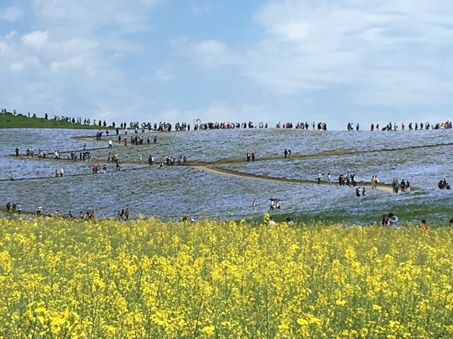 連休明けの5月7日に、バスツアーで国営ひたち海浜公園のネモフィラを見て来ました。<br /><br />ネモフィラもチューリップも見頃は過ぎているようでしたが、それでもとてもキレイで大満足でした。<br /><br />昼食は大洗の海岸沿いにある「潮騒の湯」で海鮮料理のセットを頂き、午後からは石岡にある「大関いちご園」で「いばらキッス」という茨城県オリジナル品種のいちご狩りを楽しみました。<br /><br />ひたち海浜公園は外国人の観光客も多くそれなりに混んでいましたが、常磐道も一般道も渋滞などは全く無くて、帰りはなんと予定より一時間も早く出発地の駅前に戻って来ました。<br /><br />今回は午後から雨が降ったりしましたが、ひたち海浜公園には午前中に行ったので、晴天の中でキレイなネモフィラやチューリップ、そして菜の花も見られて良かったです。<br /><br /><br />