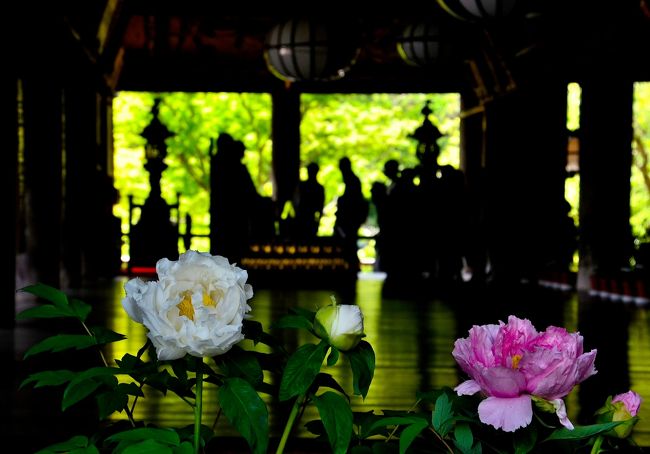 奈良県桜井市初瀬に鎮まる長谷寺は真言宗豊山（ぶざん）派の総本山で、正式寺号を「豊山神楽院長谷寺」と言い、全国に３千余の末寺を持ちます。奈良から伊勢へと続く初瀬街道を見下ろす初瀬山の中腹に佇み、「隠国（こもりく）の泊瀬（はつせ）の山に照る月は みちかけしけり 人の常なき」と『万葉集』に詠まれるなど、古来奥深い山に隠れた里であり、神が籠る聖なる地でした。また、長谷寺は『源氏物語』や『枕草子』、『更級日記』、『蜻蛉日記』などの仮名文学作品にも度々登場する古刹です。更には、西国巡礼を復興させた花山（かざん）法皇は、長谷寺に深く帰依し、「いくたびも まいる心は はつせでら 山も誓いも 深き谷川」と讃えました。これが、長谷寺のご詠歌です。<br />創建は奈良時代の６８６（朱鳥元）年、道明上人が天武天皇の病気平癒を祈願して『銅板法華説相図』を西の岡の石室に安置したのが始まりです。その後、７２７（神亀４）年、道明の弟子 徳道上人が聖武天皇の勅願により東の岡に十一面観世音菩薩像を造立し、平安時代には有数の観音霊場として信仰を集めました。また、摂関政治で有名な藤原道長をはじめ、北条政子や松尾芭蕉、幸田露伴、白洲正子たちが「初瀬詣で」と称して参詣したことでも知られています。<br />本堂や『長谷寺経』、『銅板法華経相図』が国宝、仁王門や十一面観世音菩薩像、登廊などが重文に指定されています。四季折々に咲く花を愛でるもよし、本堂の舞台からの佳景に息を呑むもよし、また法話に傾聴するもよし･･･。<br />http://www.hasedera.or.jp/