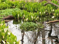 春の北海道／今年も水芭蕉に逢えました♪