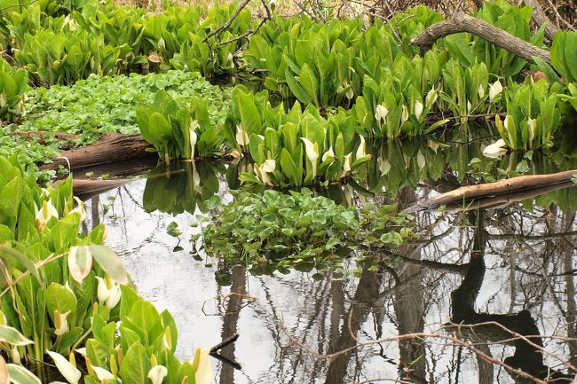 北国にいち早く春の到来を告げる「水芭蕉」！！<br />「今年も千歳界隈で水芭蕉が咲き始めました」というニュースを見てから１０日、ようやく千歳に行くことが出来ました。<br />まずは恵庭の「カリンバ自然公園」へ。国の指定史跡であるカリンバ遺跡の近くにある公園で、開拓による埋め立てで消失した「カリンバ川」の往時の姿を現在に伝える水源があり、水芭蕉が群生しています。そして２日後に訪ねたのは早来富岡にある「富岡みずばしょう園」。臨空工業団地裏手の沢沿いにあります。<br />どちらもこじんまりとした公園で、入場無料です。<br /><br />水芭蕉の印象としては、遅かったせいなのか、どちらも小さめで少ない感じでしたが、今年も清らかな水芭蕉に逢うことが出来て良かったです♪<br /><br />写真はデジイチとスマホ。富岡みずばしょう園はすべてスマホ画像です。<br /><br />　　　　　　　　　　　　　　　　　　　　　２０１９．５．７　記<br /><br />