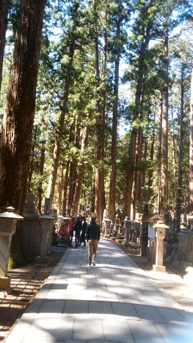 4月となり、桜の季節は終わりかけですが、春らしいうららかな気候で、新緑が心地よいために、前々から行きたいと思っていた高野山へ行ってきました。<br />行程は、日帰りで、朝イチの電車を乗り継いで、大阪から高野山まで行きました。高野山では、最初、弘法大師が眠る「奥之院」地区へ行き、その後、周辺の寺院を巡りながら、「中心部」地区の金剛峯寺や壇上伽藍等を見てきました。基本徒歩で回っていたので、最後の方は疲れたので、午後には高野山を出発し、夕方に戻ってくるという行程です。<br />　ご紹介するところは多いのですが、今回は行程すべてをまとめて紹介します。<br />