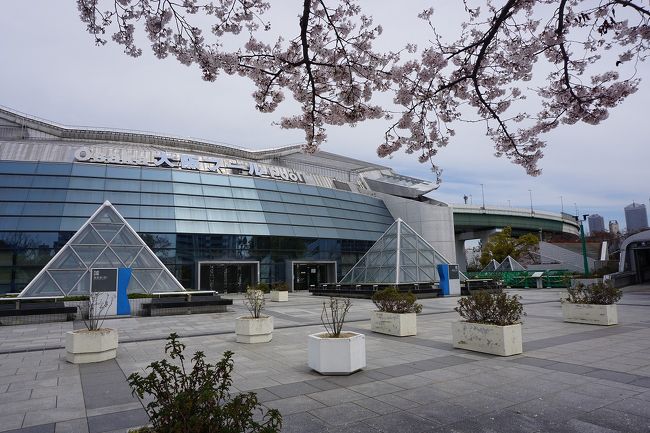 休日に近所の桜を楽しみました。<br />画像は、大阪プール＠八幡屋公園にてです。<br /><br />過去の大阪・大阪市港区散歩記<br /><br />関西散歩記～2019 大阪・大阪市港区編～<br />https://4travel.jp/travelogue/11452192<br /><br />関西散歩記～2018-2 大阪・大阪市港区編～<br />https://4travel.jp/travelogue/11414638<br /><br />関西散歩記～2018 大阪・大阪市港区編～<br />https://4travel.jp/travelogue/11361829<br /><br />大阪まとめ旅行記<br /><br />My Favorite 大阪 VOL.5<br />https://4travel.jp/travelogue/11361830<br /><br />My Favorite 大阪 VOL.4<br />http://4travel.jp/travelogue/11242529<br /><br />My Favorite 大阪 VOL.3<br />http://4travel.jp/travelogue/11152287<br /><br />My Favorite 大阪 VOL.2<br />http://4travel.jp/travelogue/11036195<br /><br />My Favorite 大阪 VOL.1<br />http://4travel.jp/travelogue/10962773