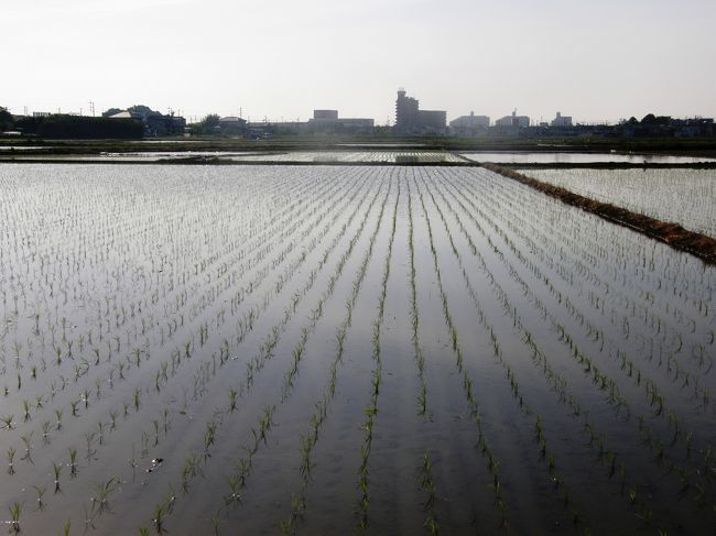 毎日の早朝散歩が楽しみになる、春の季節は・・・動植物の営みが見られる季節となりました。<br />日毎に、キジたちの営みや、増えていく植物の開花や、農作業の進み具合が肌で感じながらのウォーキングコースをアップしました。