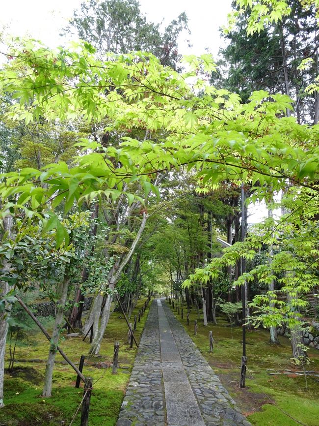 天皇両陛下ご即位おめでとうございます。<br />雅子皇后のはじける笑顔に私も心から嬉しくなりました。輝く笑顔でご成婚時を思い出しました。<br /><br />去年の冬位からGWの予定をどうしようかと相談。<br />10日あるし、海外行きたい!ヨーロッパ行きたい!<br />あ、めっちゃ高い&異動かもしれないから海外はちょっとリスクが高いと言われ。<br />あ、私京都に行きたいんだ。もう住みたいんだ。大阪に異動してくれや。と勝手に思ってました。<br />異動なかった~はー良かった。<br />前回の京都旅行から約1年半。京都に行きたい病がウズウズ。<br />よし青紅葉見に京都に行こう♪<br />京都の方の優しさに触れ、また京都が好きになりました☆<br />またお天気にも恵まれ、さほど混雑もなく楽しめました♪<br />今回はあまり下調べせず、行きたいところだけピックアップしてあとは流れに任せた旅にしました<br /><br />ANA旅作 5/1 ANA422福岡 8:55ー大阪伊丹10:10<br /> ダイワロイヤルホテルグランデ京都<br /> スーペリアダブル 食事なし<br /> 5/2 三井ガーデンホテル京都新町 別邸<br /> ツインモデレート 朝食付き<br /> 5/3 ANA429大阪伊丹 20:20-福岡21:30<br /> ¥99200<br />表紙:鹿王院<br /><br /><br />