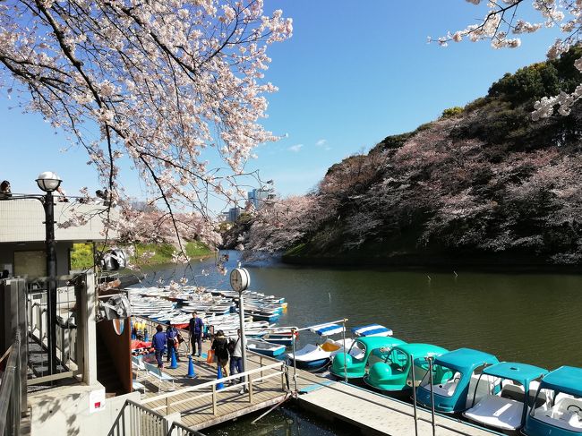 毎年NHKニュースで千鳥ヶ淵桜を観ていていいなと思って早１０年近く。やっと訪れてきましたよ。<br />