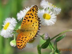 2019年森のさんぽ道で見られた蝶①ツマグロヒョウモン、クロコノマチョウ等