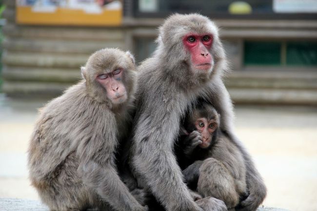 【高崎山自然動物園】　　<br />住所：大分市田ノ浦3098-1<br /><br />野生のニホンザルを間近にみられるところとして有名です。<br />