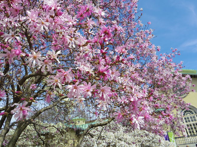 4月に入り少しずつ暖かくなってきたNY。ブルックリンのボタニックガーデンで桜を見てきました。4月の前半に行ったので、まだ少し早かったかなぁ…。代わりに、マグノリアが綺麗に咲いていました！