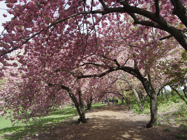 桜の季節は、日本が恋しくなります。あー桜の下でおつまみ食べながらビール飲みたいなぁ…と。笑<br />そんなことを思っていたら、いつのまにかＮＹの桜も満開。セントラルパークのソメイヨシノと八重桜を、2週にわたって楽しみました。