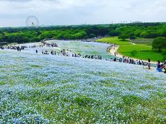 2018年4月 ひたち海浜公園で「ネモフィラ」鑑賞＆めんたいパーク大洗