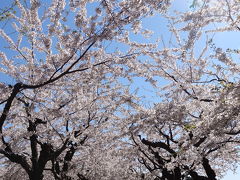 2019年5月 函館 桜