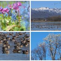 春を告げる花たち探訪とマガンの寄留地