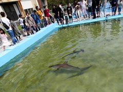 19 5徳島高知ドライブ旅行8 さめが泳ぐ25mプール むろと廃校水族館 室戸世界ジオパークセンター 室戸岬周辺 高知県 の旅行記 ブログ By Suomitaさん フォートラベル 19 5徳島高知ドライブ旅行8 さめが泳ぐ25mプール むろと廃校水族館 室戸世界ジオパークセンター 室戸岬周辺 高知県 の旅行記 ブログ By Suomitaさん フォートラベル