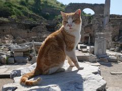 エーゲ海地方で温泉・遺跡・海の旅 Part 2～コウノトリの街セルチュク＆猫の街エフェスで遺跡編～