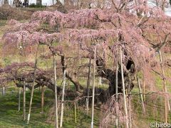 南東北桜５スポット撮影旅行【２】三春の滝桜・鶴ヶ城他
