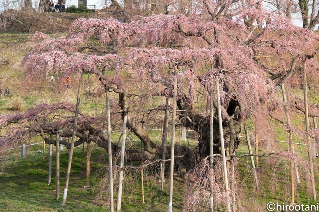 クラブツーリズムの写真撮影の旅　「桜彩る南東北の原風景　麗しの桜５スポット巡り２日間」というツアーに参加しました。フォトツアーには珍しく講師の先生がつかず、添乗員の方１名だけでした。<br /><br />今年は、桜の開花が１週間ほど遅れたため、せっかく訪れた五箇所の桜スポットの内、満開は最初に訪れた花見山公園だけでした。楽しみにしていた三春滝桜と鶴ヶ城はまだ桜の状態が満開には程遠く、残念な結果に終わりました。<br /><br />まあ、一度で五箇所全てに当たるのは不可能なので、花見山だけでも堪能できたので、よしとしたいと思います。また、リベンジを考えなければいけません。<br /><br />二日目に訪れたのは、三春の滝桜、福聚寺のしだれ桜、雪村庵の桜、鶴ヶ城、御薬園です。