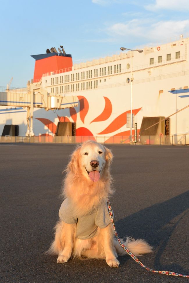 今まで愛犬と一緒に車で北海道へ行って見たいな～と思っていたのですが、フェリーで移動となると、わんこはフェリー内でケージの中ということで、それは絶対無理とあきらめていました。じゃあ車で青森までひたすら走って、津軽海峡フェリーに乗って海を渡り、函館からまたひたすら自走・・というルートもありますが、かなり距離もありとてもハードなのであきらめていました。<br />しかし、大洗⇔苫小牧航路の商船三井フェリー新造船に伴って、何と！大型犬も一緒に同じ部屋にいられるウィズペットルームができたとのことで、愛犬のゴールデンレトリバーと一緒に北海道の富良野・美瑛を満喫してきました。<br />せっかく北海道に行くので、8泊9日の長期で行くことにしました。<br /><br />1日目：自宅から車で大洗港へ。大洗19:45発の苫小牧行きのさんふらわあ ふらので移動します。（フェリー内宿泊）<br />2日目：苫小牧西港から富良野へ（B.J.Club 富良野宿泊〔大型犬OK〕）<br />3日目：美瑛　ぜるぶの丘、ケンメリの木、美瑛神社です。（B.J.Club 富良野宿泊〔大型犬OK〕）<br />4日目：ファーム富田、中富良野、とみたメロンハウスへ。（B.J.Club 富良野宿泊〔大型犬OK〕）<br />5日目：富良野チーズ工房、ふらのワインハウス、六花亭、富良野駅へ。（B.J.Club 富良野宿泊〔大型犬OK〕）<br />6日目：またファーム富田、四季彩の丘、木巡りです。（B.J.Club 富良野宿泊〔大型犬OK〕）<br />7日目：青い池、白ひげの滝、望岳台へ。（B.J.Club 富良野宿泊〔大型犬OK〕）<br />8日目：富良野から、苫小牧西港へ。18:45発の大洗行きのさんふらわあふらので帰ります（フェリー内宿泊）<br />9日目：最終日は、大洗港に到着後、高速道路で自宅へ帰りました。<br /><br /><br />まずは初日、大洗港まで自分の車での移動です。19:45発のさんふらわあ　ふらの　出航に合わせて車で向かいます。もちろんわんこも一緒なので、余裕をもって家を出ました。8泊9日と長期ですが、自分の車なので、荷物が多少多くても楽勝です。そこがフェリーの良いところですね！