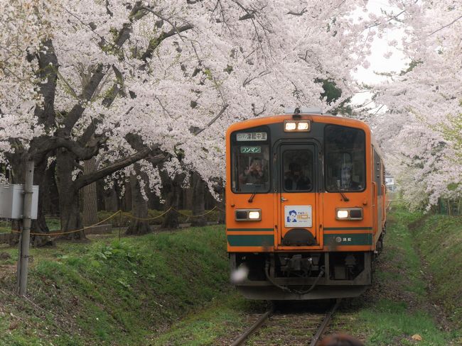 【芦野公園】桜前線を追いかけて③　4日目