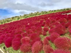 2017年10月 ひたち海浜公園へコキアを見に