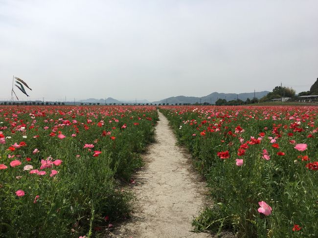 友達と、プチ旅行。<br /><br />岡山県で楽しみました！<br /><br />菅原神社でカキツバタ→笠岡ベイファームでポピー→サンロックでお茶