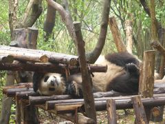 5歳の娘を連れてGW四川省+重慶10日間の旅7-連休で超大混雑の成都熊猫基地