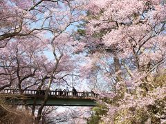 2019年　高遠城址公園の桜