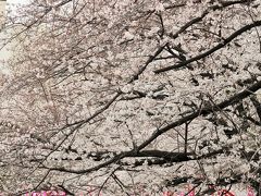 都内桜名所-2　目黒川桜並木　目黒橋-千歳橋あたり両岸　☆ソメイヨシノ見ごろに