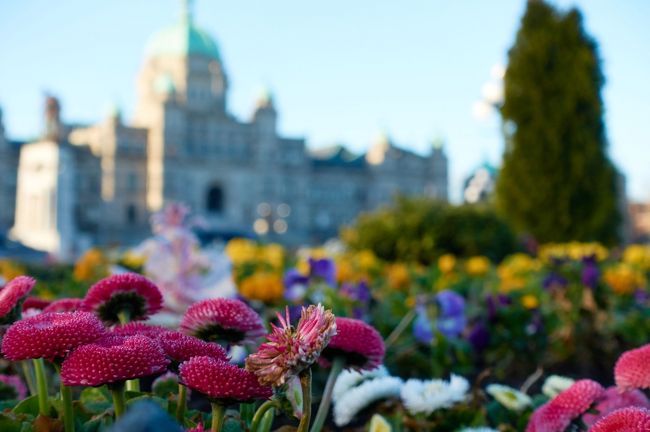 カナダのビクトリアに短期留学しに行きました。私にとって初めての海外です。行く前は不安でしたが、とても楽しめました。４週間の日程で、ホームステイです。表紙の写真は、花と州議事堂を撮ったものです。