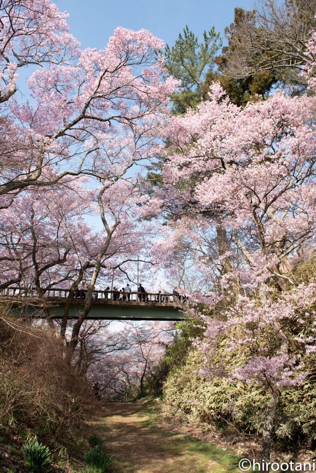 2019年　高遠城址公園の桜