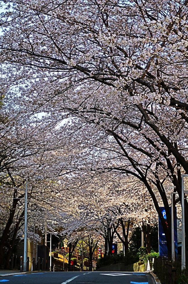 六本木さくら坂は東京都港区六本木にある坂である。坂道に沿って75本の桜並木が続いていることから。<br />六本木ヒルズ内に存在する。六本木ヒルズゲートタワーからレジデンス棟を経て妙経寺へ至る坂道で、さくら坂公園という公園も隣接している。また、桜の季節にはライトアップも実施される。 <br />（フリー百科事典『ウィキペディア（Wikipedia）』より引用）<br /><br />さくら坂公園　については・・https://www.city.minato.tokyo.jp/shisetsu/koen/azabu/06.html<br />