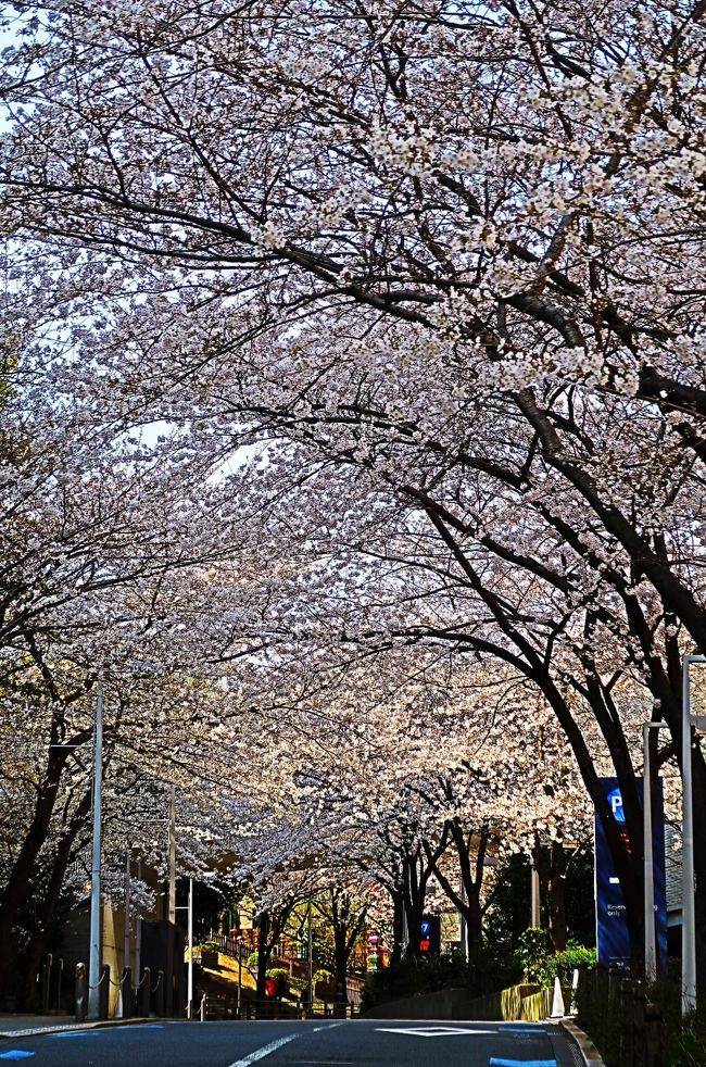 六本木さくら坂は東京都港区六本木にある坂である。坂道に沿って75本の桜並木が続いていることから。<br />六本木ヒルズ内に存在する。六本木ヒルズゲートタワーからレジデンス棟を経て妙経寺へ至る坂道で、さくら坂公園という公園も隣接している。また、桜の季節にはライトアップも実施される。 <br />(フリー百科事典『ウィキペディア(Wikipedia)』より引用)<br /><br />さくら坂公園 については・・https://www.city.minato.tokyo.jp/shisetsu/koen/azabu/06.html<br />